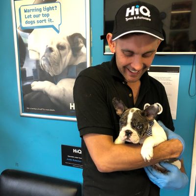 HiQ St. Austell Dog