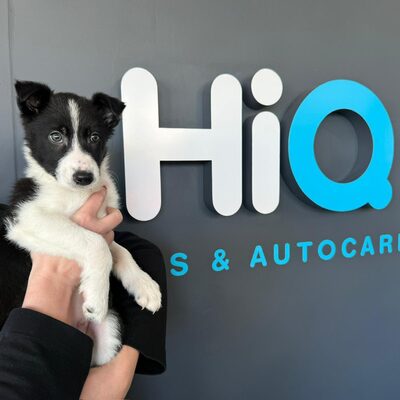 Hi Q Halton puppy next to reception logo