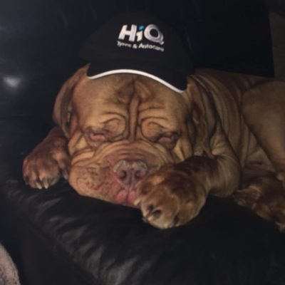 Dogs of HiQ - HiQ Goffs Oak