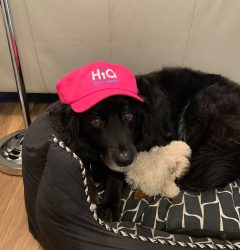 Archie Hi Q dogs