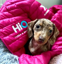 Puppy Tia at Hi Q Lancaster