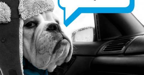 YOUR FREE WINTER DRIVING GUIDE. YOU'D BE BARKING NOT TO.