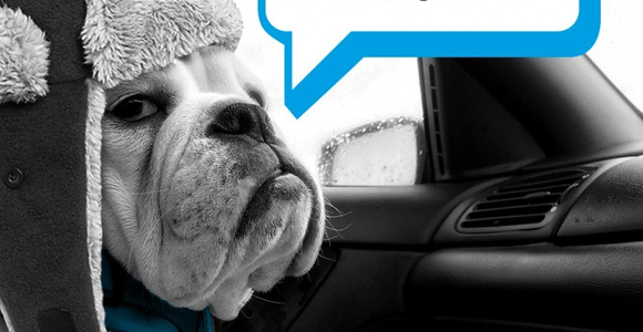 YOUR FREE WINTER DRIVING GUIDE. YOU'D BE BARKING NOT TO.