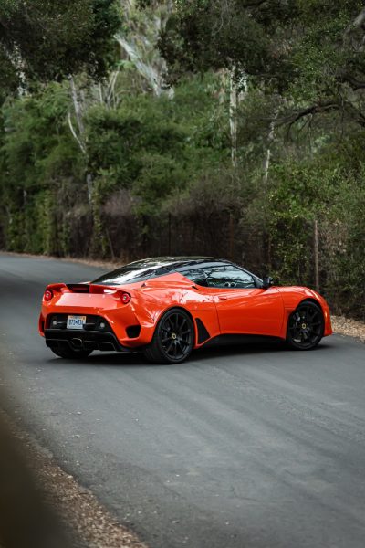 Orange Lotus with Trees background